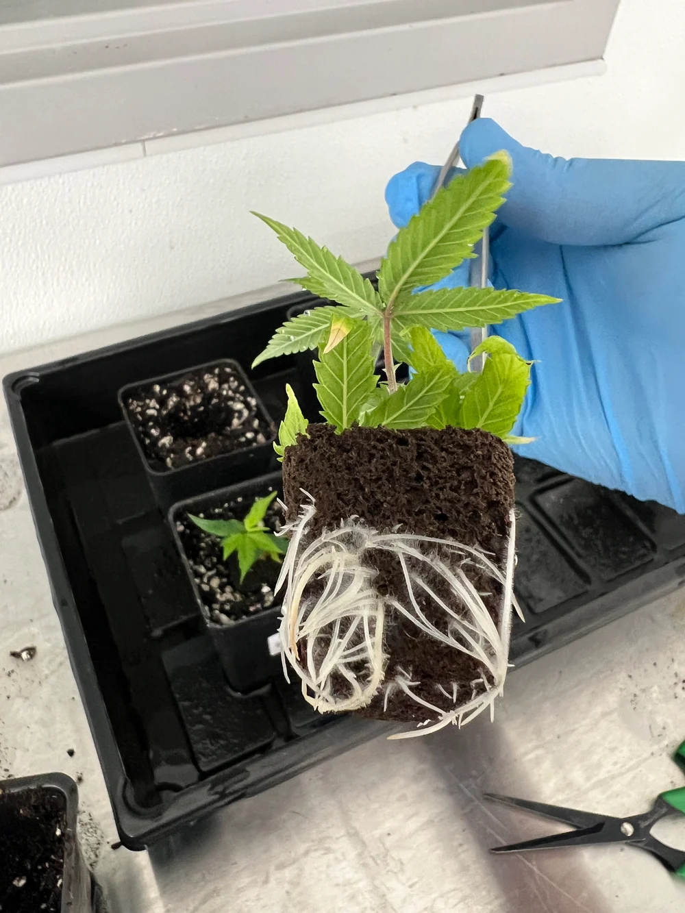 Gloved hand holding a young cannabis plant with roots growing through its propagation plug